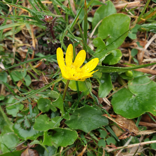 lesser celandine
