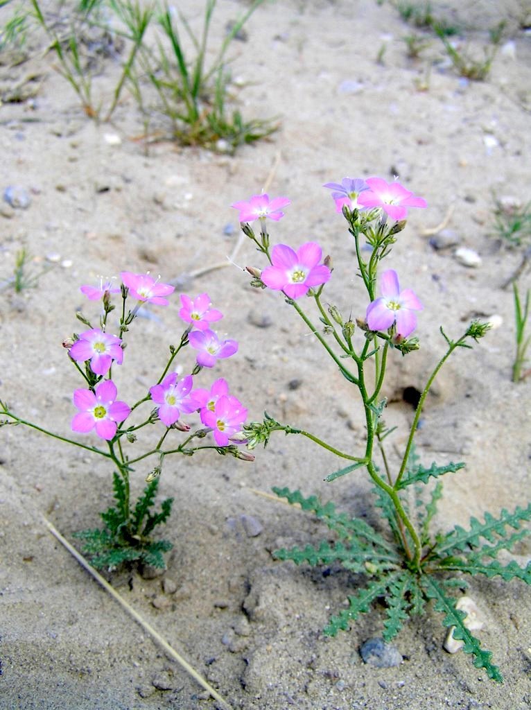 Aliciella heterostyla