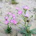 Cactus Flat Gilia - Photo (c) Janel Johnson, some rights reserved (CC BY-NC), uploaded by Janel Johnson