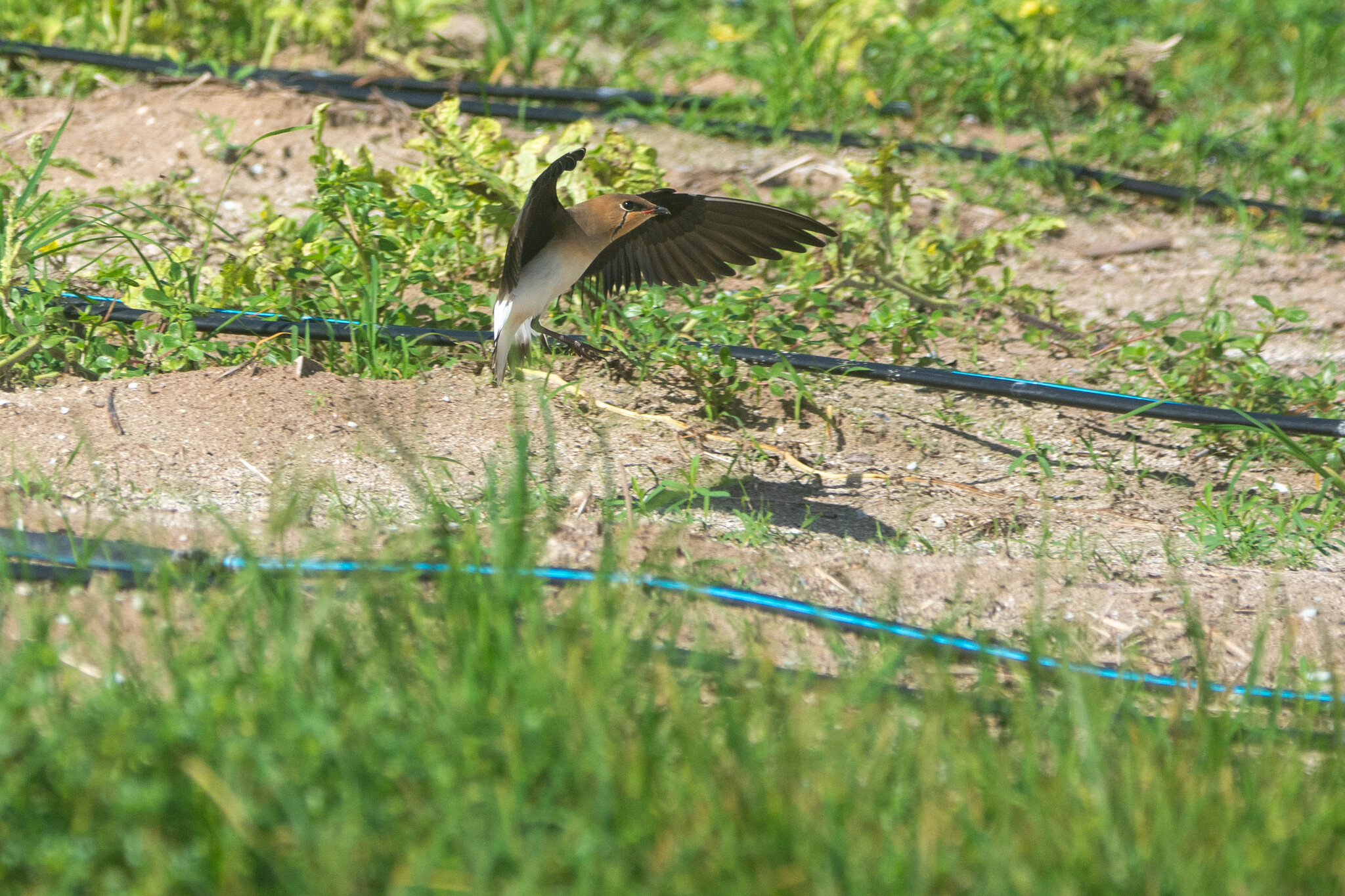 Black-winged Pratincole (Glareola nordmanni), photo 2