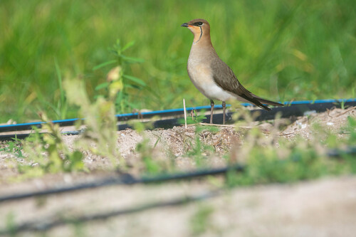 Black-winged Pratincole (Glareola nordmanni)