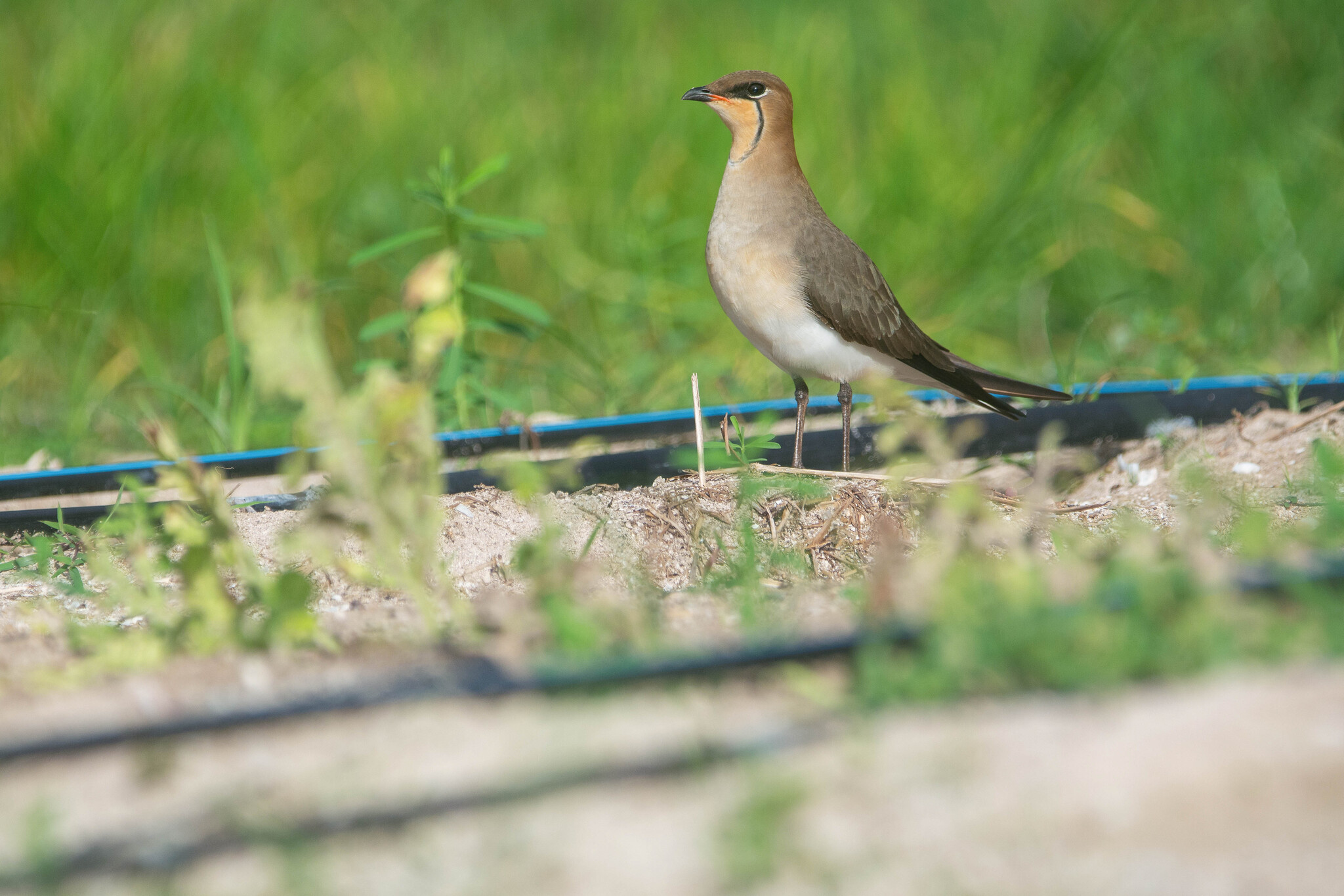 Black-winged Pratincole (Glareola nordmanni), photo 1