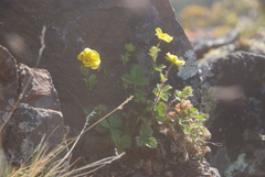 Potentilla asperrima