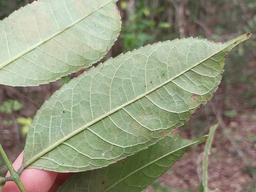Commiphora grandifolia