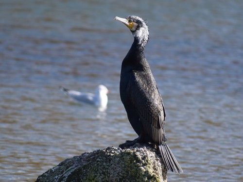 Cormorán grande (Phalacrocorax carbo)