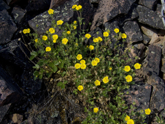 Potentilla asperrima