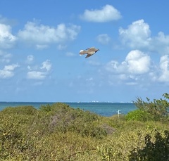 Streptopelia decaocto