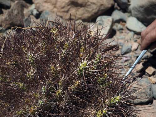 Maihueniopsis atacamensis