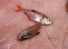 Hyphessobrycon eques