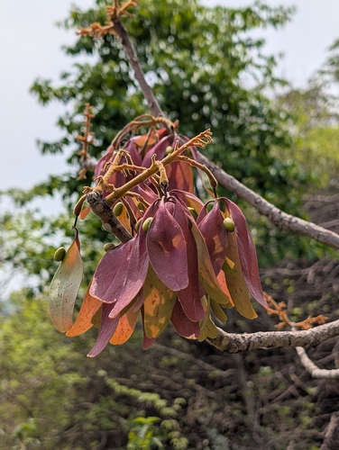 Indian parasol tree (Firmiana colorata)