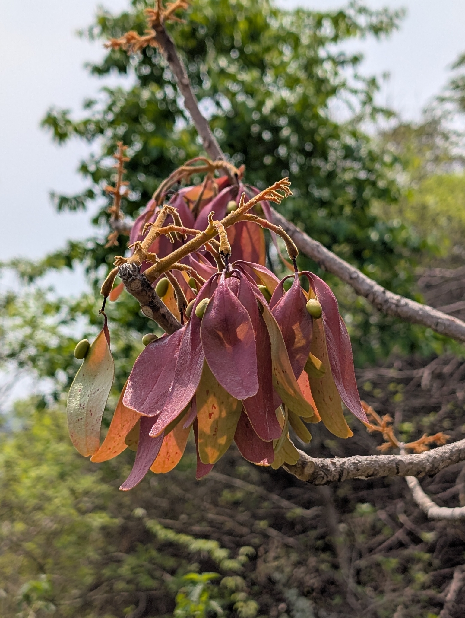 Indian Parasol Tree (Firmiana colorata)