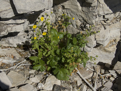 Potentilla asperrima