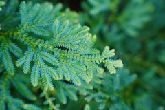 Selaginella uncinata, photograph (c) Jiao Sun (孙娇), some rights reserved (CC BY)