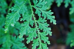 Selaginella uncinata, photograph (c) Jiao Sun (孙娇), some rights reserved (CC BY)