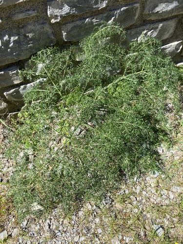 Bluish Giant Fennel (Ferula glauca)
