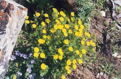 Potentilla asperrima