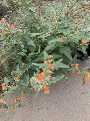 Sphaeralcea