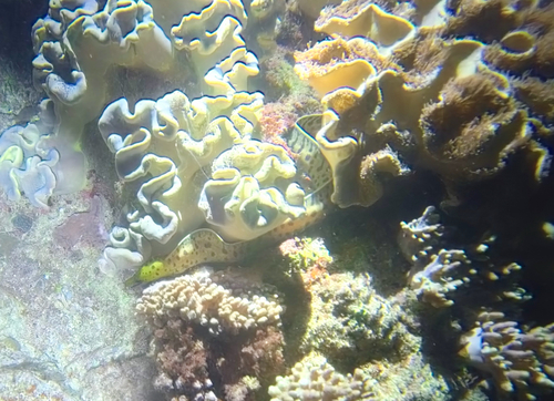Gymnothorax fimbriatus