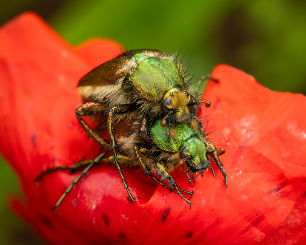 Eulasia genei