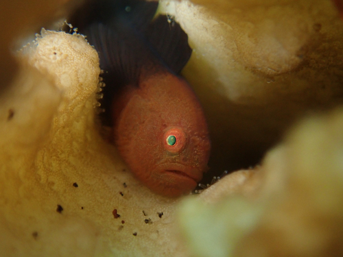 Goby (Paragobiodon echinocephalus) — Gobiidae — 5