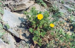Potentilla asperrima