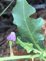 Solanum capense