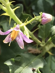 Solanum capense