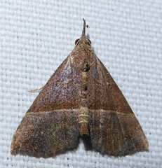 Hypena iconicalis