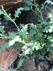 Solanum capense