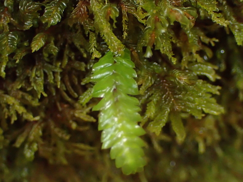 quill moss (Cyathophorum bulbosum)