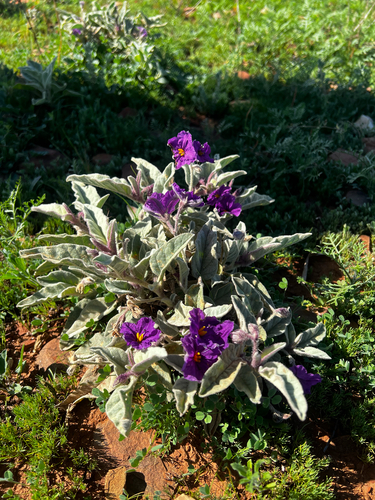 velvet potato bush (Solanum lithophilum)