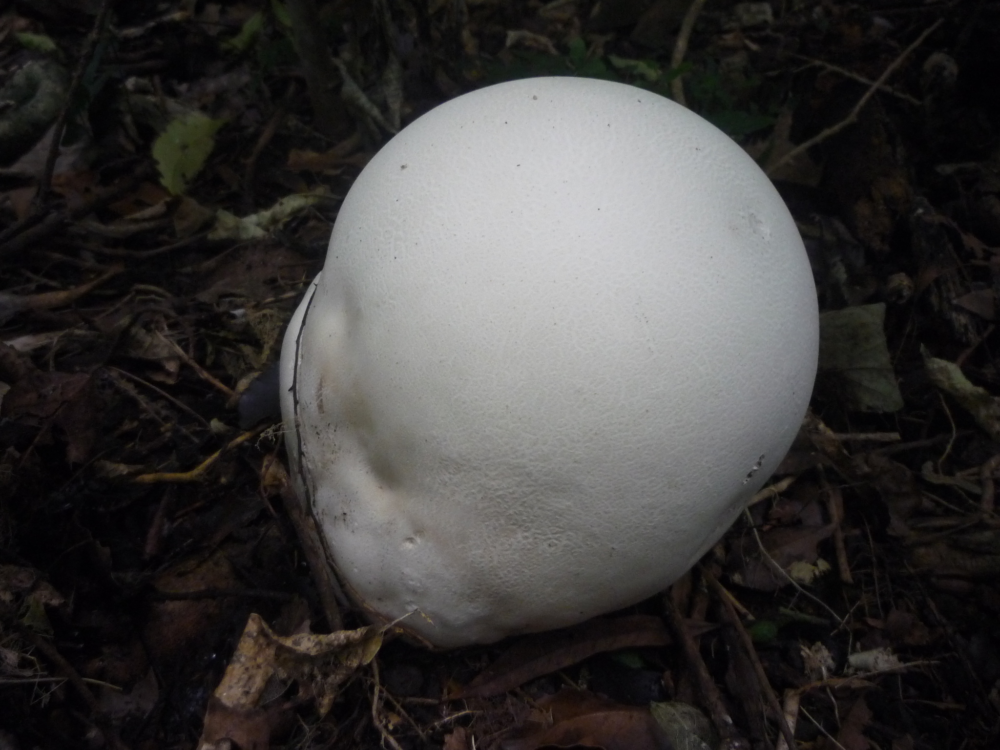 Calvatia gigantea image