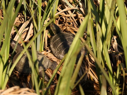 European Pond Turtle