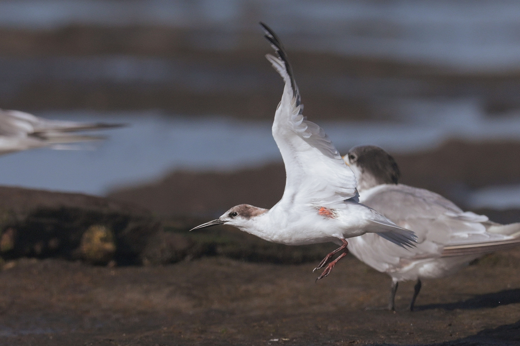Roseate Tern (Sterna dougallii), photo 4