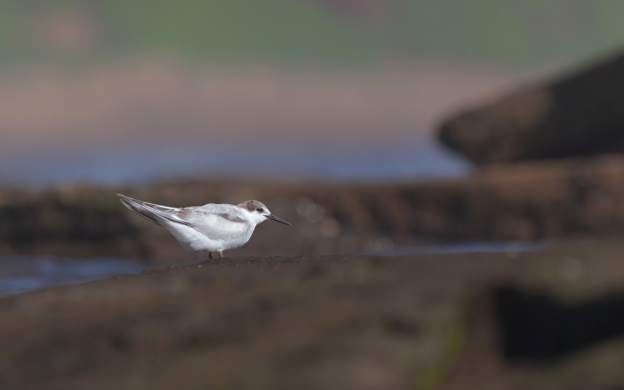 Roseate Tern (Sterna dougallii), photo 1