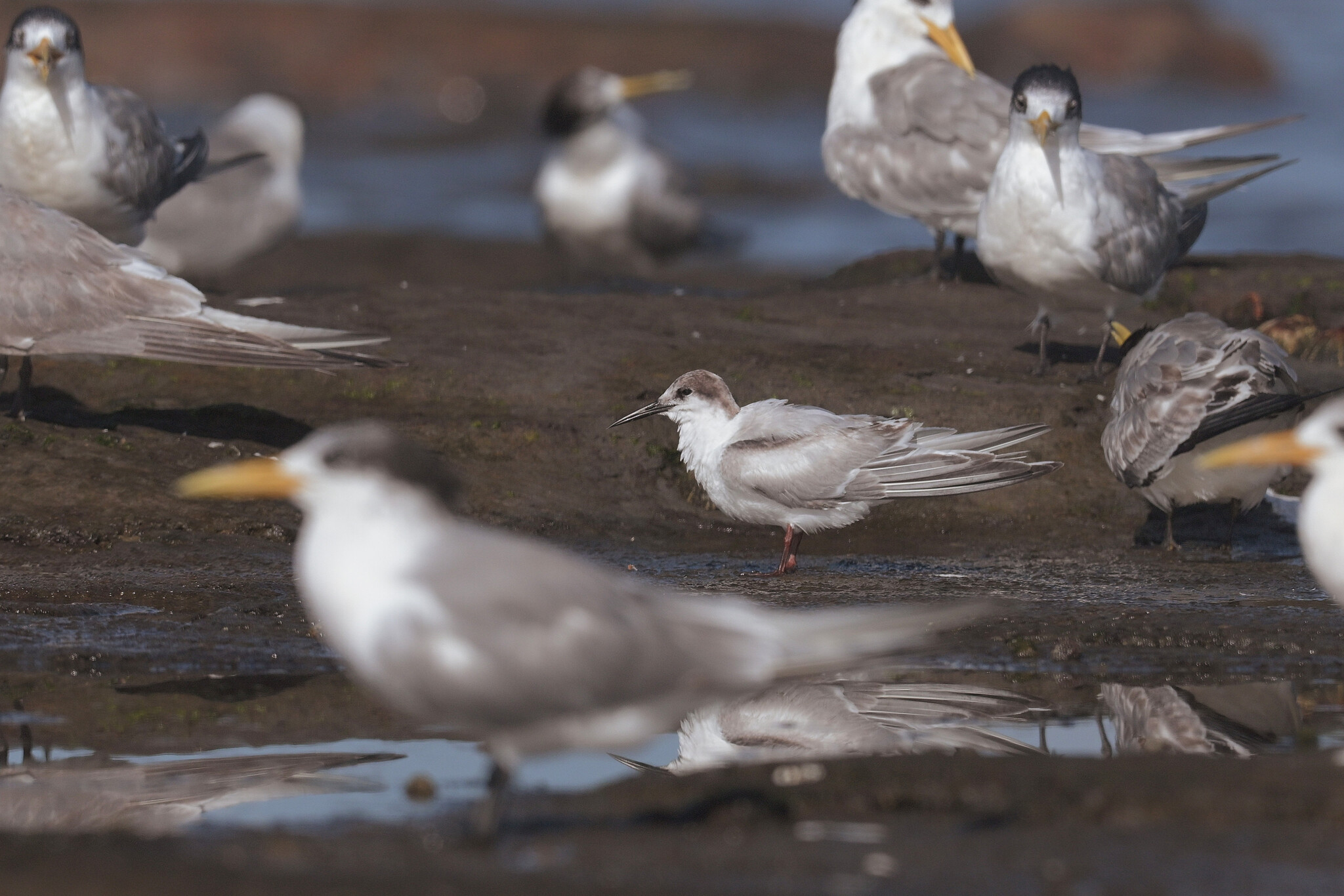 Roseate Tern (Sterna dougallii), photo 2