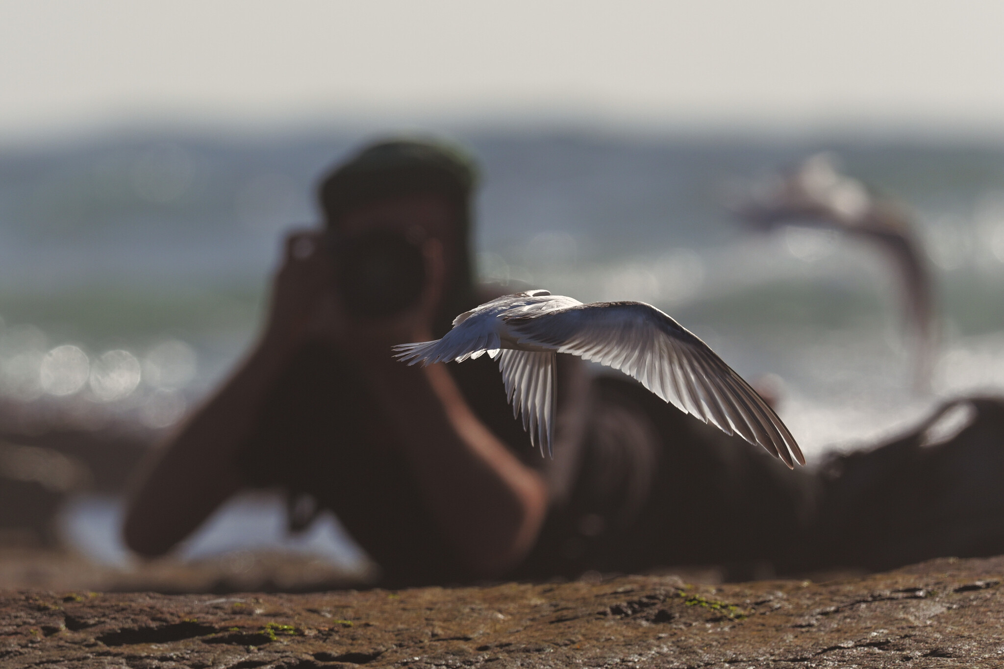 Roseate Tern (Sterna dougallii), photo 3