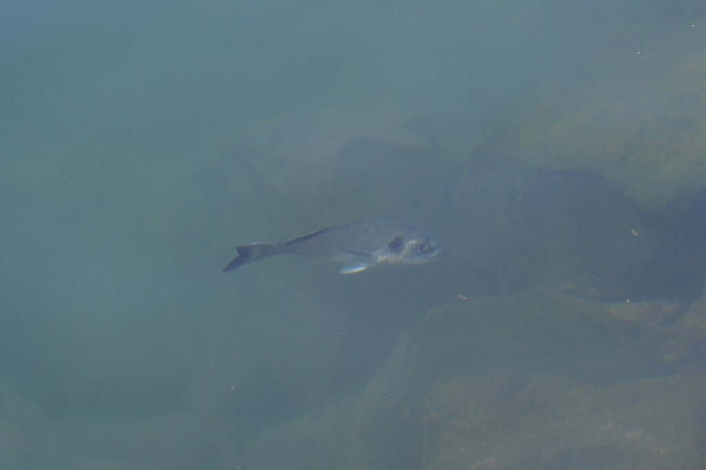 Gilthead seabream (Sparus aurata) — Sparidae