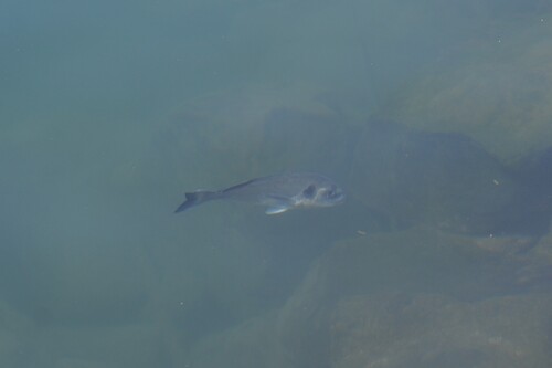 Gilthead seabream (Sparus aurata) — Sparidae