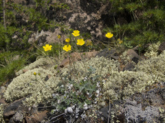 Potentilla crebridens hemicryophila