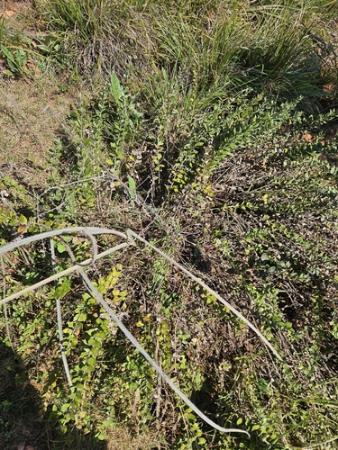 Bicolour Vernonia (Hilliardiella elaeagnoides)