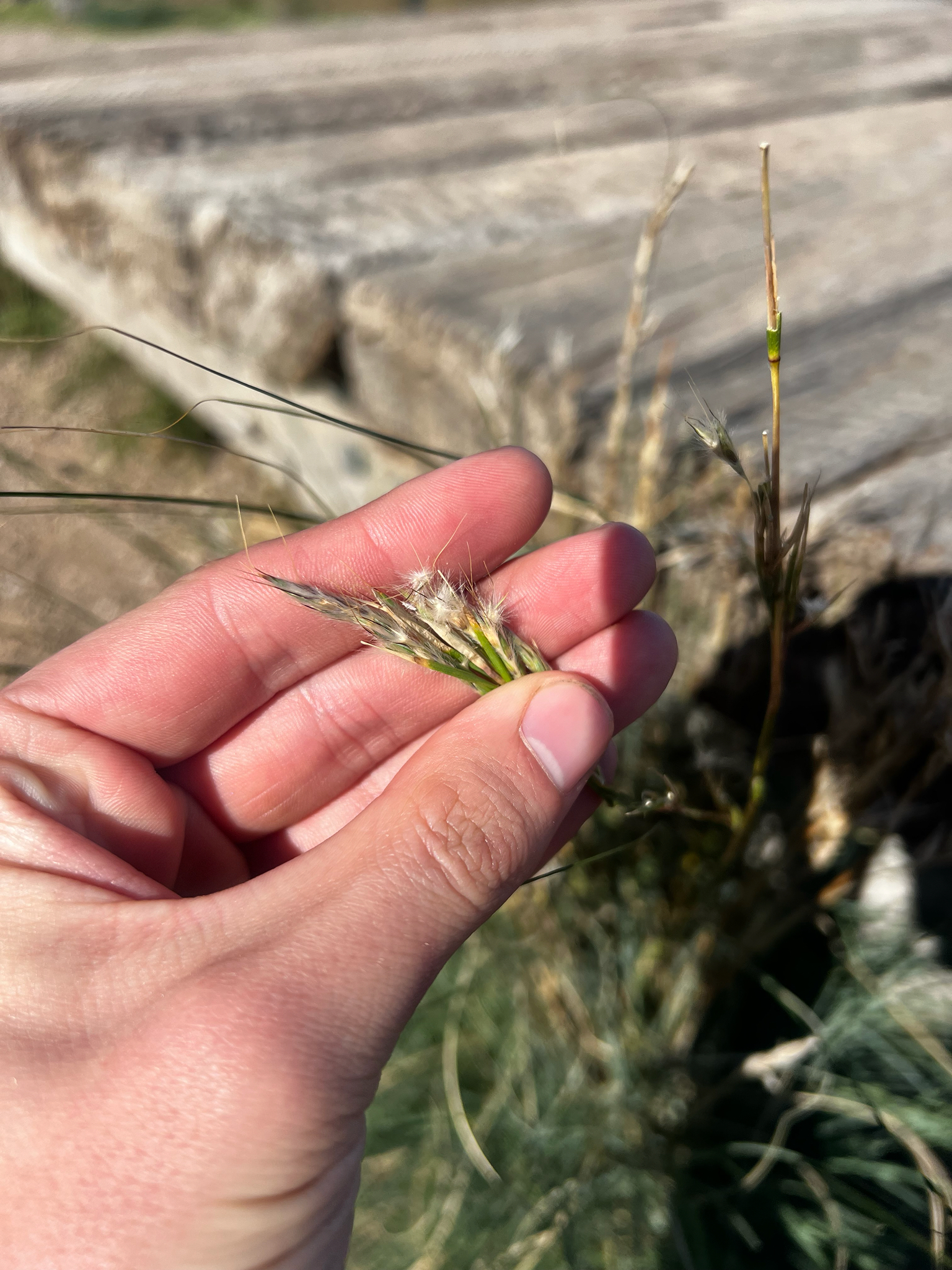 Lemon Grass (Cymbopogon ambiguus)