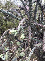 Cylindropuntia thurberi versicolor