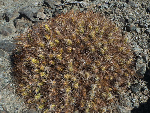 Maihueniopsis domeykoensis