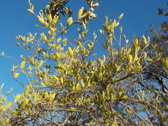 Forestiera tomentosa
