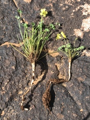 Oxalis copiosa
