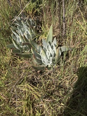 Dudleya virens
