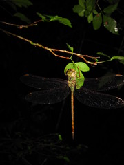 Triacanthagyna septima