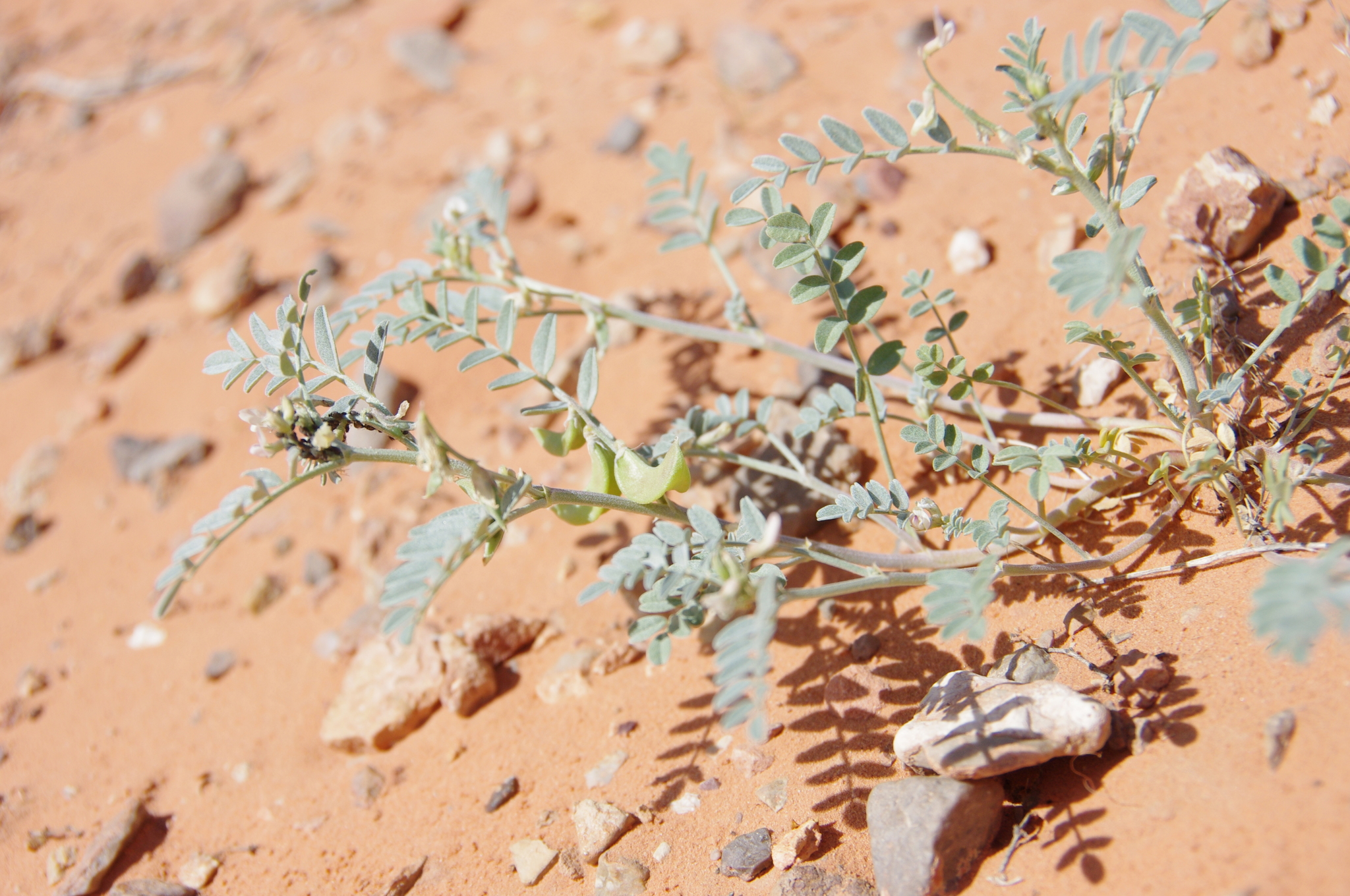 Astragalus geyeri var. triquetrus