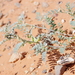 Astragalus geyeri triquetrus - Photo (c) Janel Johnson, osa oikeuksista pidätetään (CC BY-NC), lähettänyt Janel Johnson